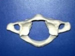 上部頸椎の形状